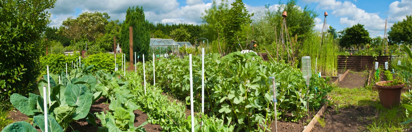 The positives of growing your own fruit and veg