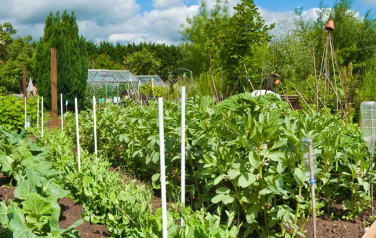 The positives of growing your own fruit and veg