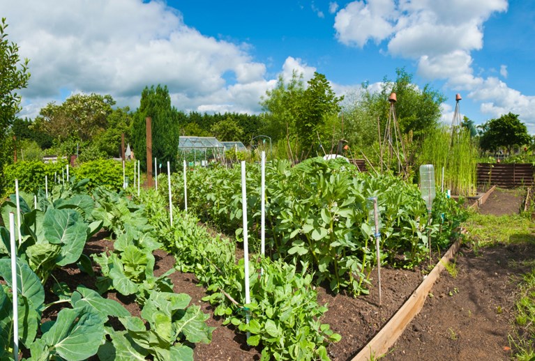 The positives of growing your own fruit and veg