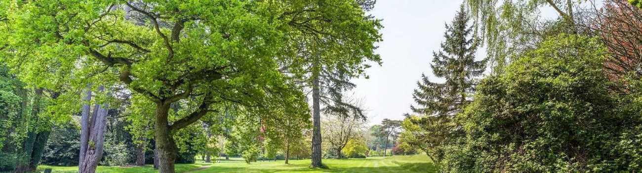 Tree scene near Benenden Hospital