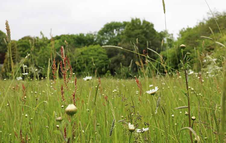 Wild flower meadow
