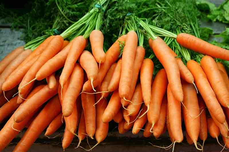 A bunch of carrots